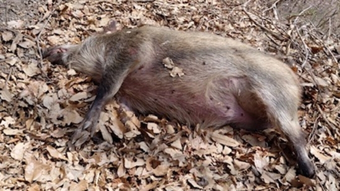 울산 북구서 24일 만에 ASF 멧돼지 추가 발견... "잔존 바이러스 확산 우려"