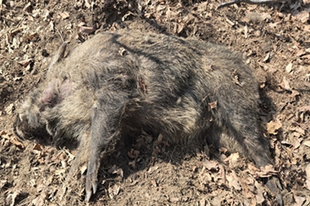 3월 ASF 멧돼지 한 줄 요약 '대폭발 지속...울산·고령 변이 바이러스 대혼돈'