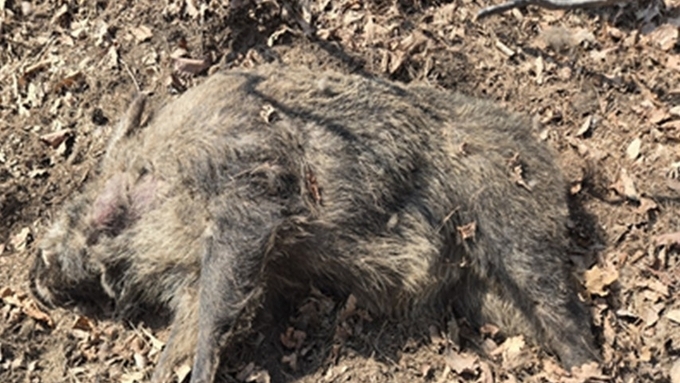 멧돼지 ASF 3월도 '대폭발'…울산·고령 변이 바이러스 '대혼돈'