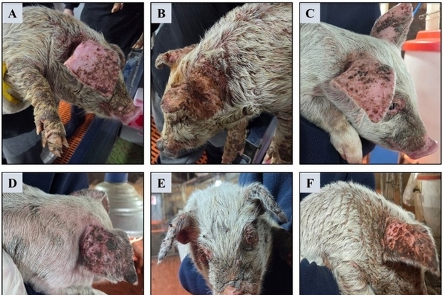 [초록] 한국 양돈농가의 삼출성 표피염 발생 원인과 분리된 포도상구균의 독소 특성 분석