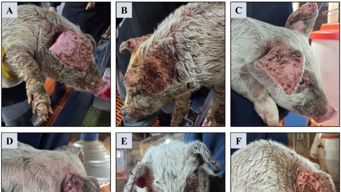[초록] 한국 양돈농가의 삼출성 표피염 발생 원인과 분리된 포도상구균의 독소 특성 분석