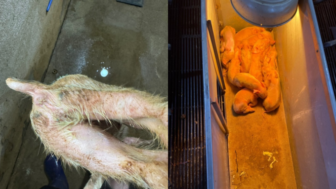 눈에 보이는 설사, 숨겨진 독소(2): 포유자돈 설사의 숨은 변수, β2 독소