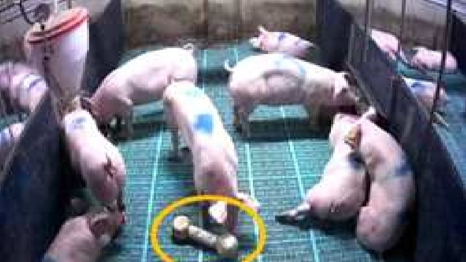 [참고] 돼지 동물복지 가이드라인
