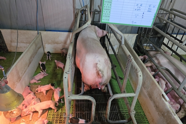 [전광판] '26년 16주차 평균 도매가격 6328원(전주대비 9.2, 전년대비 11.1)