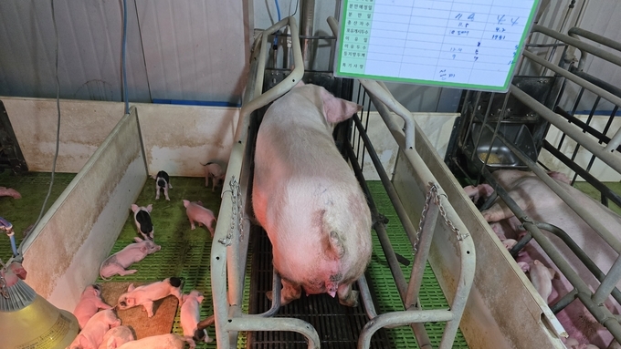 [전광판] '26년 15주차 평균 도매가격 5752원(전주대비 6.9, 전년대비 3.0)