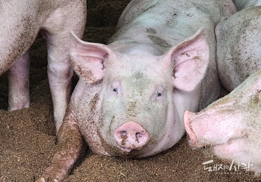 폐 건강이 곧 농장의 경제성: 호흡기 질병 컨트롤의 새로운 기준 CLP