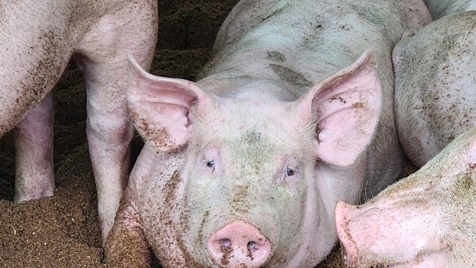 폐 건강이 곧 농장의 경제성: 호흡기 질병 컨트롤의 새로운 기준 CLP