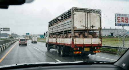 "지난해 돼지 출하 농장수 5,112개....전년 대비 95개 감소"