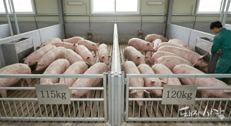 [칼럼] 물가안정이란 조급함이 양돈산업 흔드는 부메랑 되어선 안 된다