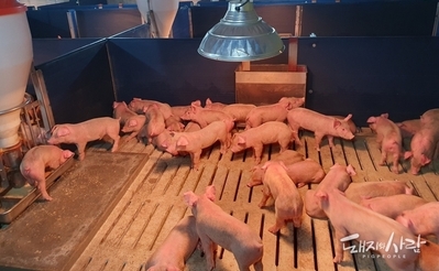 [초록] Mhr과 PCV2의 순차적 복합 감염에 따른 병원성 시너지 효과 연구