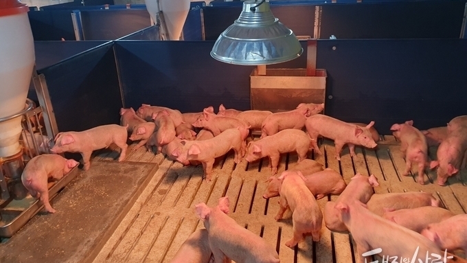 [초록] Mhr과 PCV2의 순차적 복합 감염에 따른 병원성 시너지 효과 연구