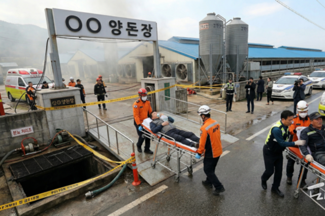 두 달 만에 또 '양돈장 질식사고'… 성주 농장 작업자 2명 병원 이송