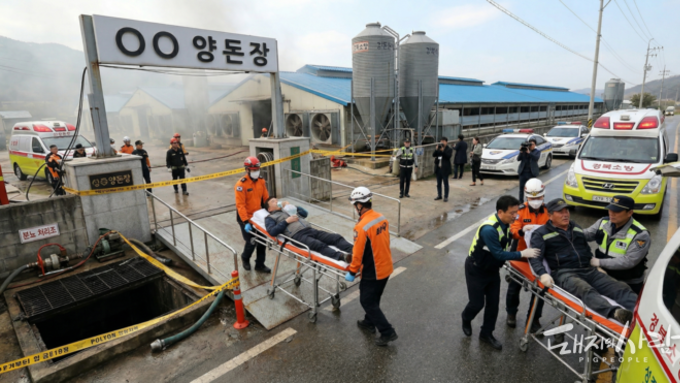 두 달 만에 또 '양돈장 질식사고'… 성주 농장 작업자 2명 병원 이송
