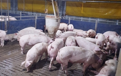 [한 주간의 돈가] 돈가 5800원대 육박… 자돈값 26만원 ‘역대급’에 공급망 ‘비상’