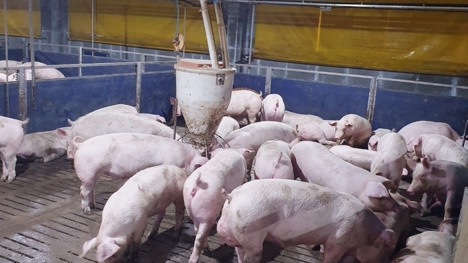 [한 주간의 돈가] 돈가 5800원대 육박… 자돈값 26만원 ‘역대급’에 공급망 ‘비상’