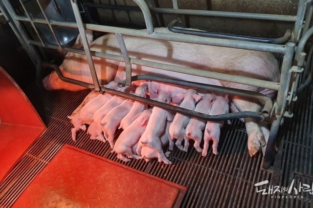 [초록] 클로스트리듐 퍼프린젠스의 새로운 독소: '베타2(beta2)'