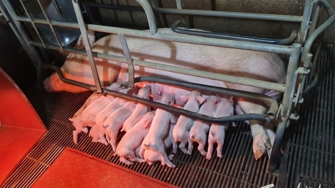 [초록] 클로스트리듐 퍼프린젠스의 새로운 독소: '베타2(beta2)'