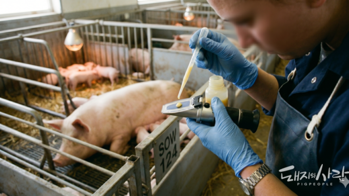 [초록] Brix 당도계를 활용한 돼지 초유 품질 진단의 정확도 평가