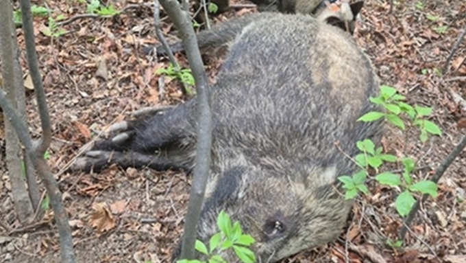 [한 장의 사진] 울산서 20여일 만에 네 번째 ASF 감염멧돼지