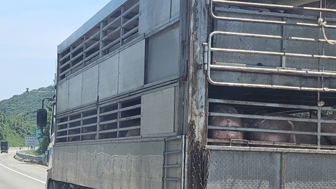 [한 주간의 돈가] 돈가 6천원대 진입, 가정의 달 ‘지원금’ 변수로 불장 전망