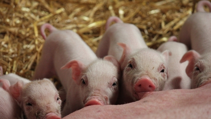 [똑똑하게 항생제 줄이기(3)] 항생제 줄이면 농장에 어떤 변화 생길까?