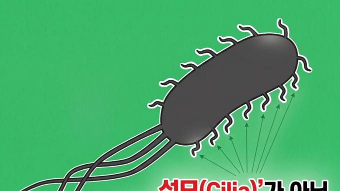[팩트체크] 대장균의 장 부착 무기, '섬모' 아니다