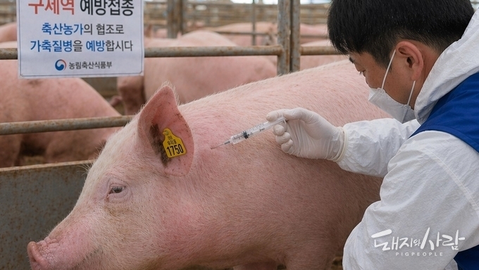 나노 기술 입은 'K-구제역 백신' 농장시험 곧 돌입, 내년 상용화에 성큼!