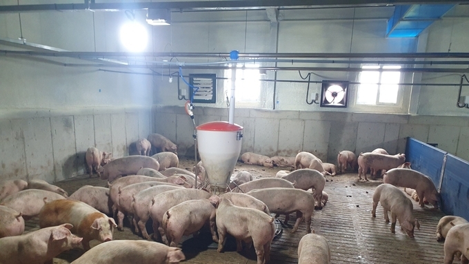 [초록] 고함량 대두박 사료가 돼지 생산성에 미치는 영향