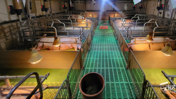 경남도, ‘인공지능 돼지 관리사’ 도입에 19억 투입… 생산성·폐사율 다 잡는다