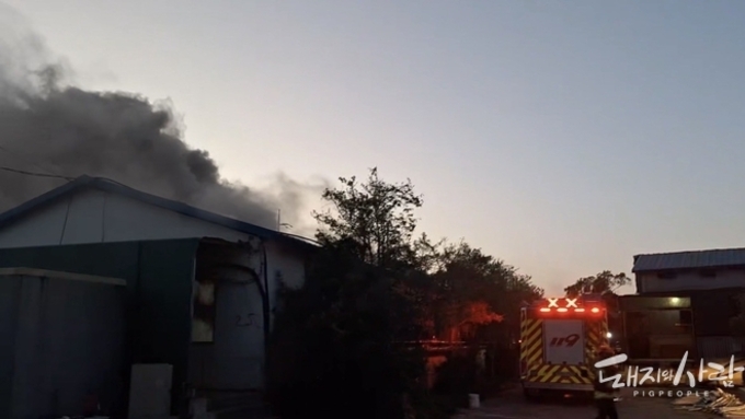 금요일 밤 제주 한림읍서 화재로 돼지 1,800여 마리 폐사