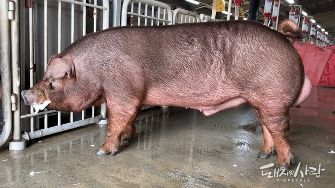 축산과학원 ‘축진듀록’… “출하 일수 15일 앞당긴다”