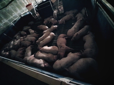 한돈산업 생산 기반 붕괴 가속, 총 사육두수·모돈수 또다시 ‘역대 최저’ 경신