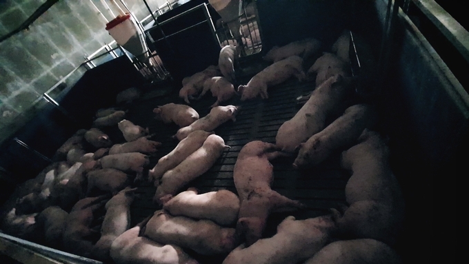 한돈산업 생산 기반 붕괴 가속, 총 사육두수·모돈수 또다시 ‘역대 최저’ 경신