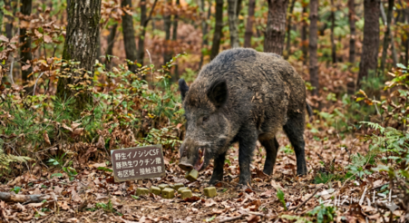 [초록] 야생동물 백신 접종 효과 측정: 일본 멧돼지 CSF 미끼 백신 사례