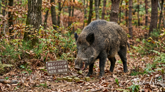 [초록] 야생동물 백신 접종 효과 측정: 일본 멧돼지 CSF 미끼 백신 사례