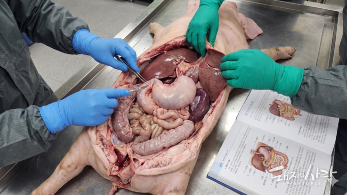 "ASF 현장 대응력 높인다"...검역본부, 부검 실습 등 질병진단 교육 강화