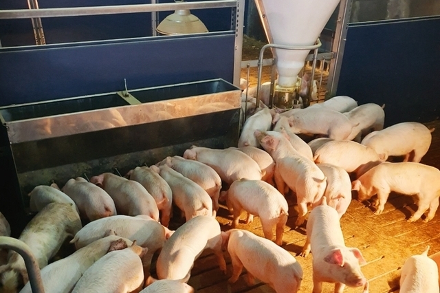 [똑똑하게 항생제 줄이기(5)] 항생제 없이도 돼지 잘 키우는 사료·영양 관리