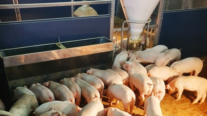 [똑똑하게 항생제 줄이기(5)] 항생제 없이도 돼지 잘 키우는 사료·영양 관리