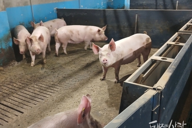 모돈 면역이 먼저다(8): PCV2 변이주 시대, 성적 관리의 시작점을 다시 보자