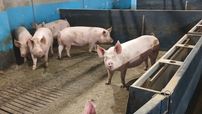 모돈 면역이 먼저다(8): PCV2 변이주 시대, 성적 관리의 시작점을 다시 보자