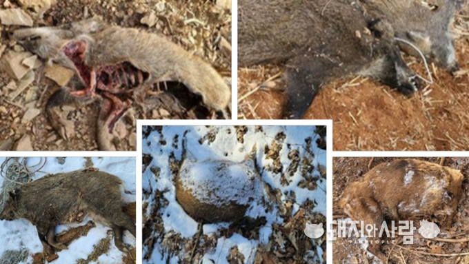 1일 영월군 주천면에서 추가로 발견된 ASF 감염멧돼지@환경부