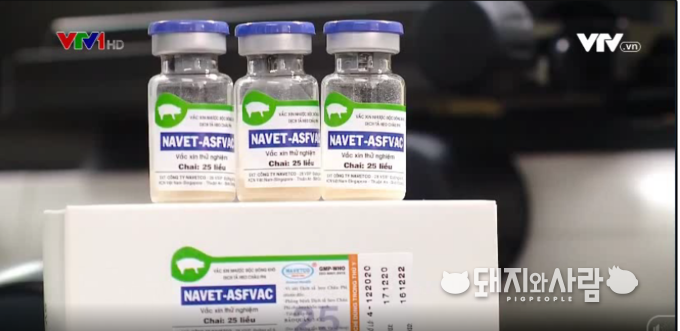 베트남 ASF vaccine@VTV 뉴스 갈무리