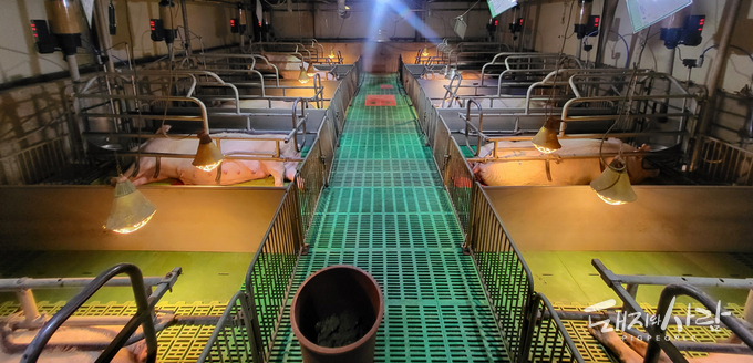 [돼지와사람] 경남도, ‘인공지능 돼지 관리사’ 도입에 19억 투입… 생산성·폐사율 다 잡는다